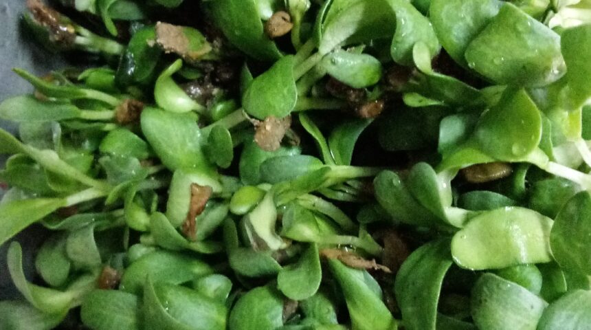 Grow Fenugreek plant in your home with the seeds in your kitchen